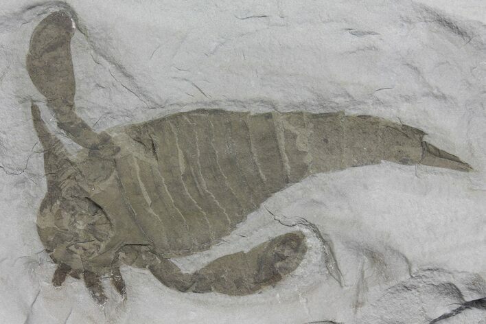 Eurypterus (Sea Scorpion) Fossil - New York #173025